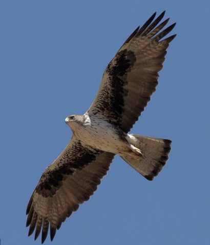 Aigle de Bonelli. Aigle de Bonelli.