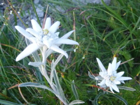 Milles edelweiss valsent avec le rocher Milles edelweiss valsent avec le rocher